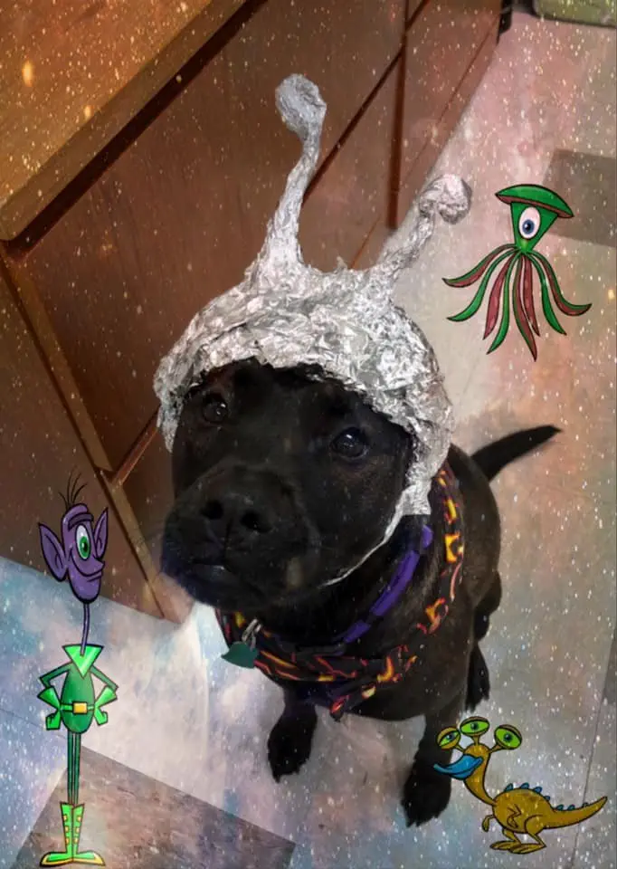 Image credit: Facebook | OKC Animal Welfare