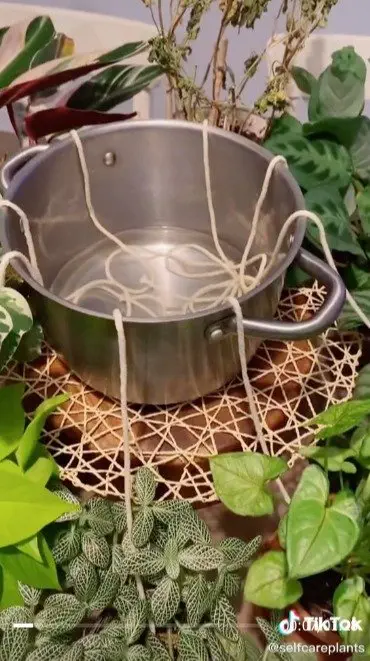 Image credit: TikTok | TikTok l selfcareplants