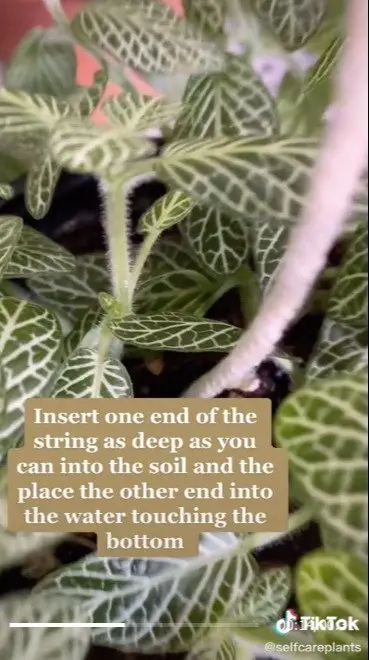 Image credit: TikTok | TikTok l selfcareplants