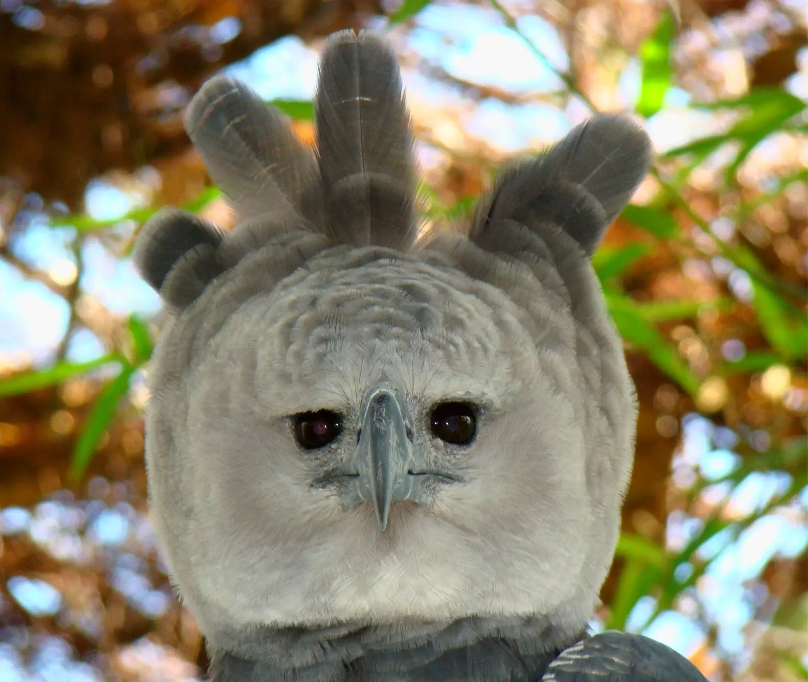 Image credit: https://diplycom5cc47.zapwp.com/q:i/r:0/wp:1/w:1/u:https://commons.wikimedia.org/wiki/File:Portrait-of-a-Harpy-Eagle.jpg