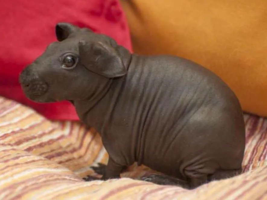 Image credit: Facebook | Awkward Animals