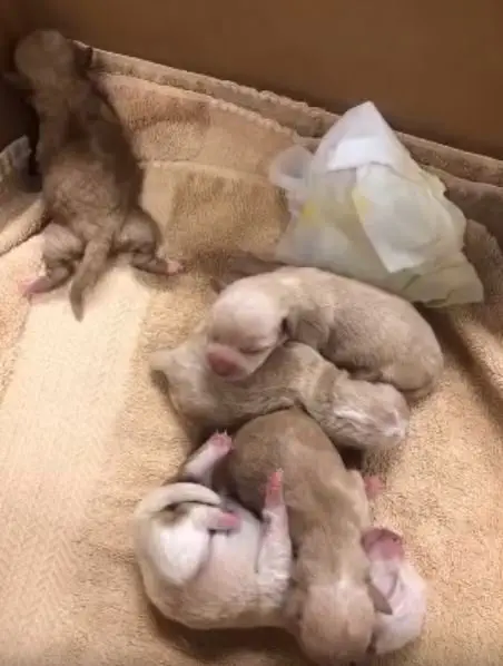 Image credit: YouTube | RivCOanimalsPIO
