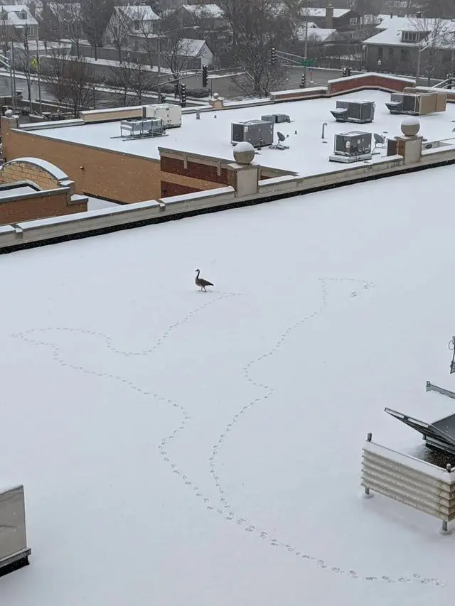 Image credit: Reddit | stilts1007