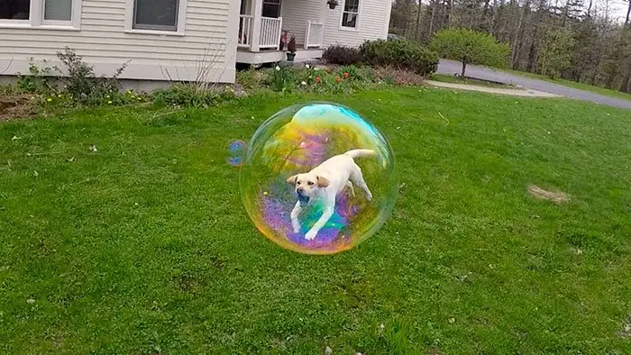 Image credit: Reddit | Fizzgig11