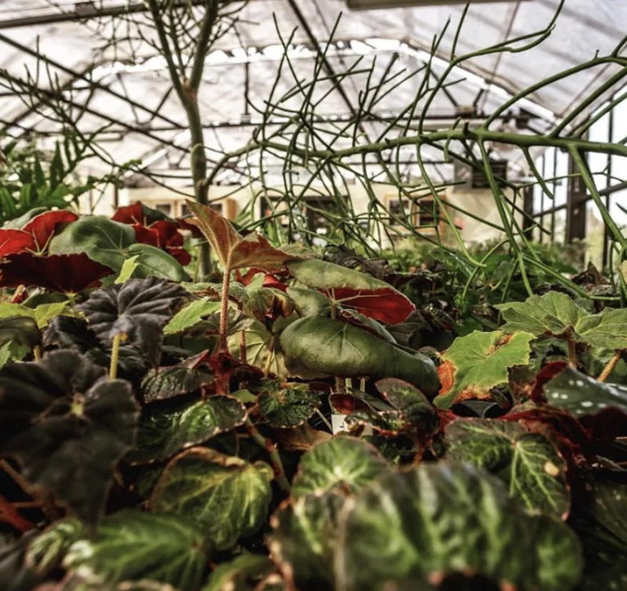 Image credit: Instagram | wilmotbotanicalgardens
