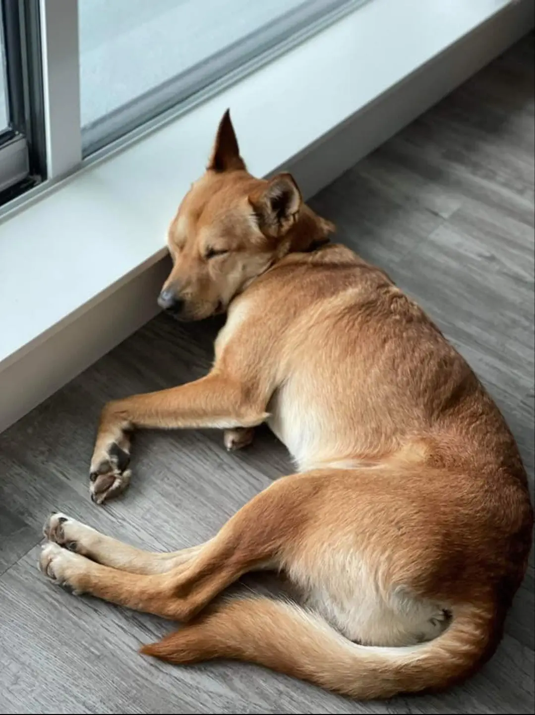 Image credit: Facebook | Rescue PAWS Canada