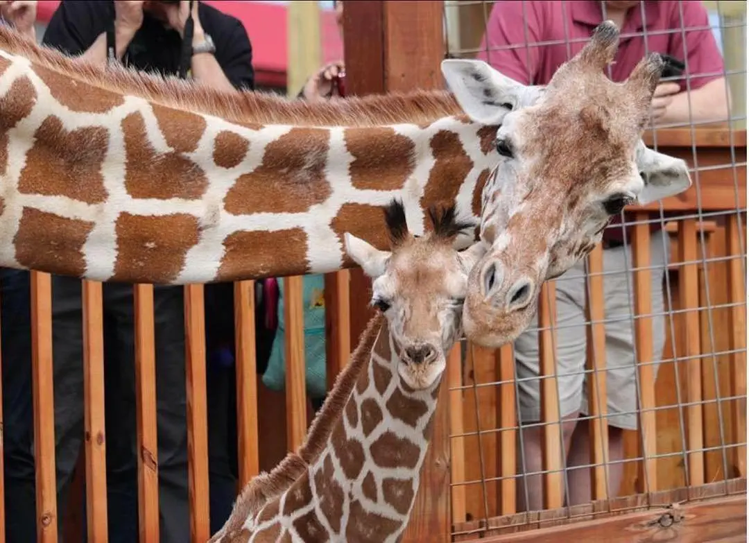 Image credit: Instagram | @animaladventurepark