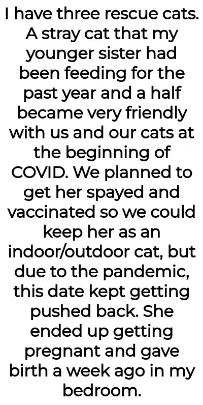 Image credit: catladyaita | catladyaita