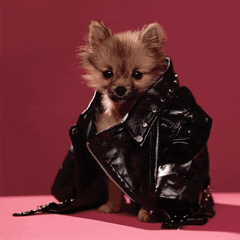 Image credit: Giphy | Tuna the Pom