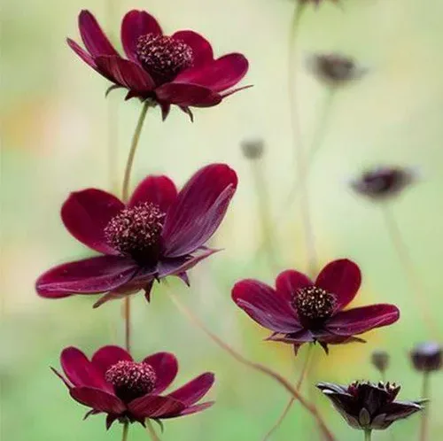 Image credit: Pinterest