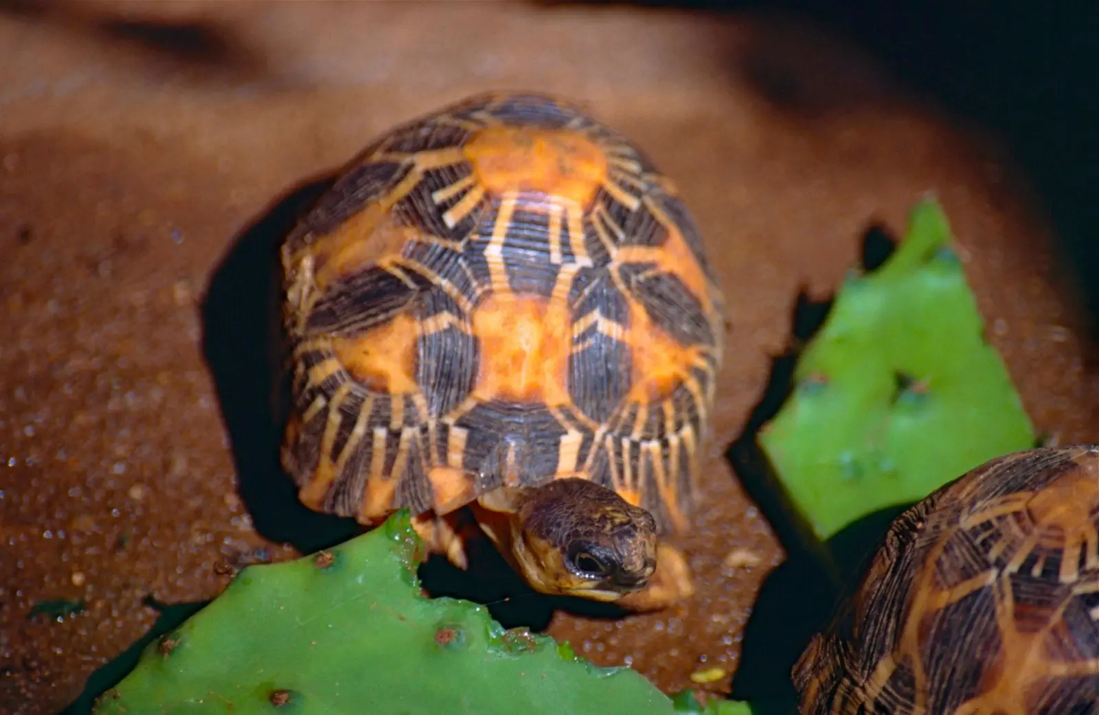 Image credit: https://commons.wikimedia.org/wiki/File:Madagascan_Spider_Tortoise_(Pyxis_arachnoides)_(captive_specimen)_(9634344879).jpg