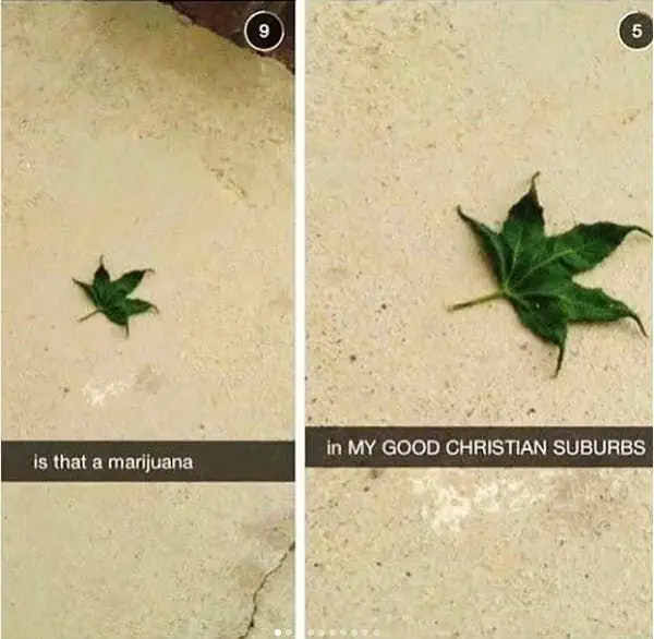 Leaf (Image credit: Imgur | AkuTheEvil)