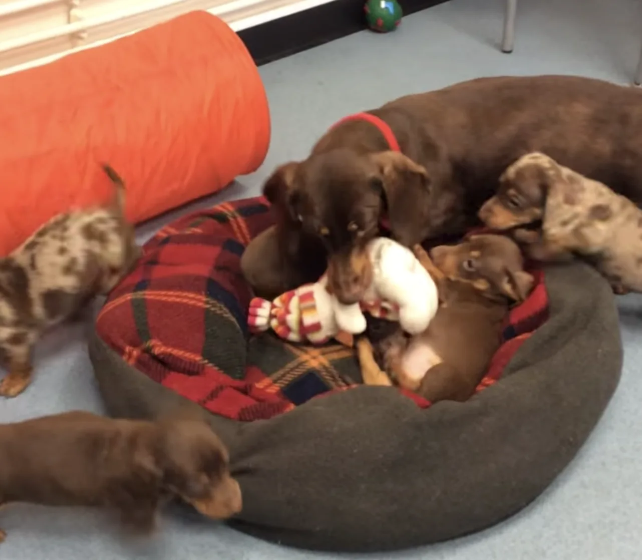 Image credit: Facebook | RSPCA Halifax, Huddersfield, Bradford & District Branch