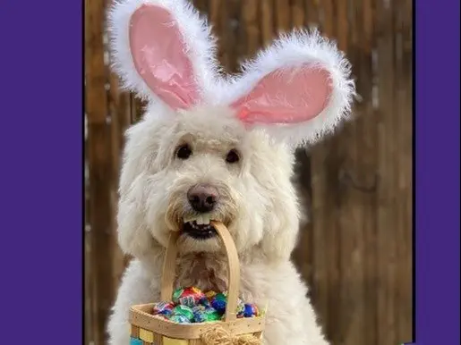 Image credit: instagram | @cadburyusa