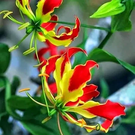 Image credit: Pinterest