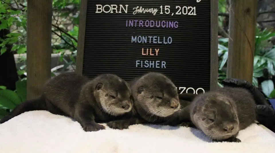 Image credit: Facebook | Henry Vilas Zoo