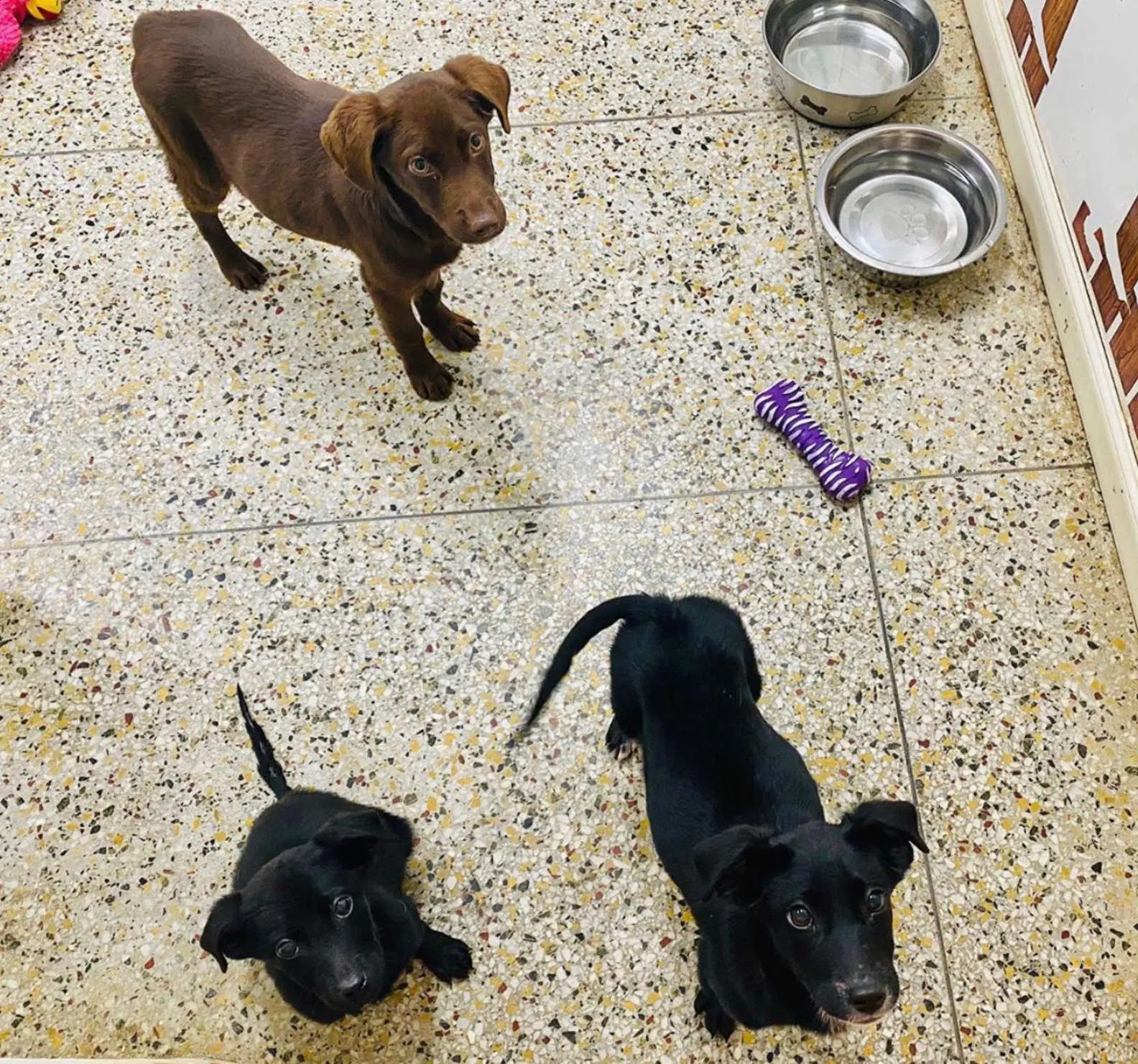 Image credit: Facebook | Humane Society of Northwest Louisiana