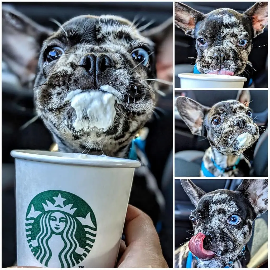 Image credit: Instagram | @oswald.the.lucky.dog