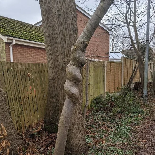 Image credit: Reddit | vidoardes