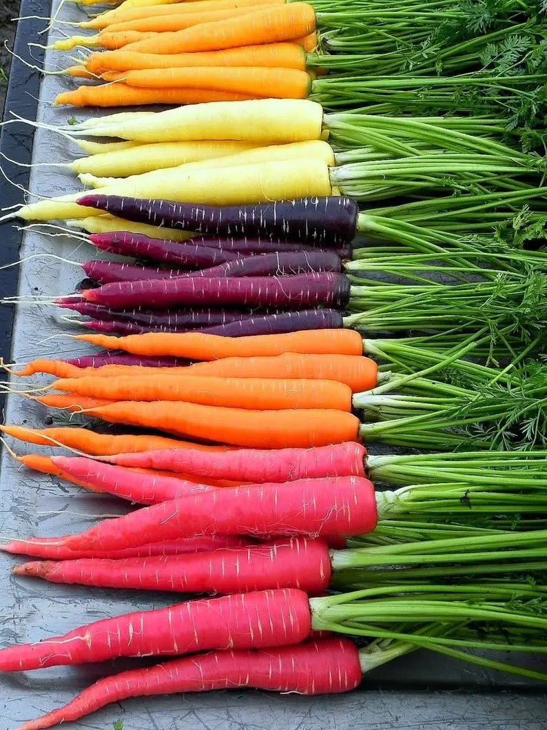 Image credit: Etsy | SmartSeedsEmporium