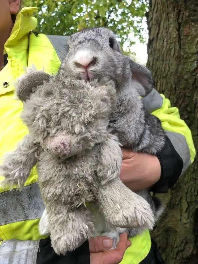 Image credit: RSPCA