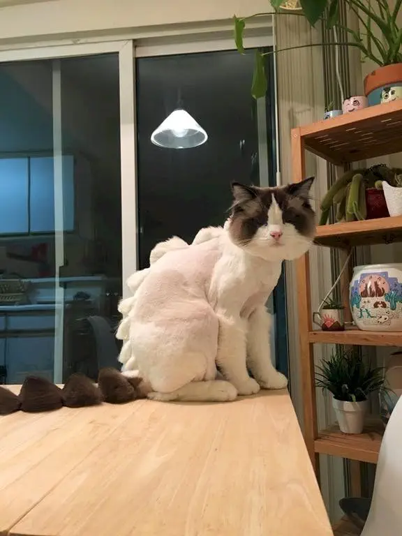 Image credit: Reddit | sugarlumps1