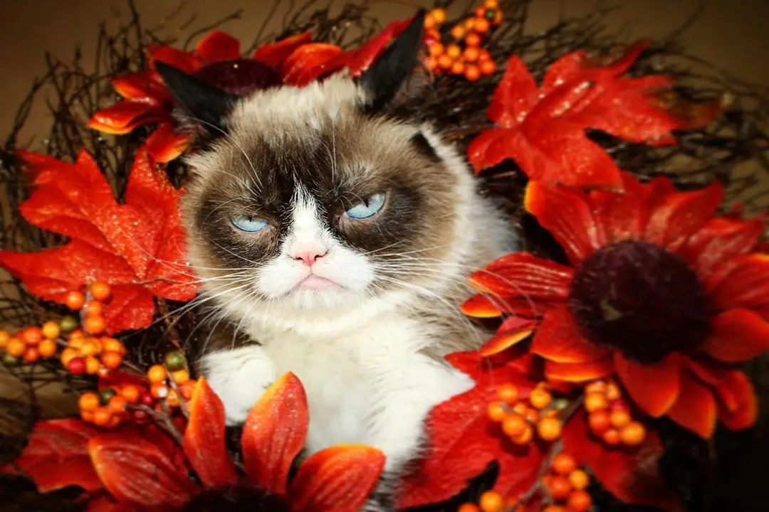 Image credit: Instagram | @realgrumpycat
