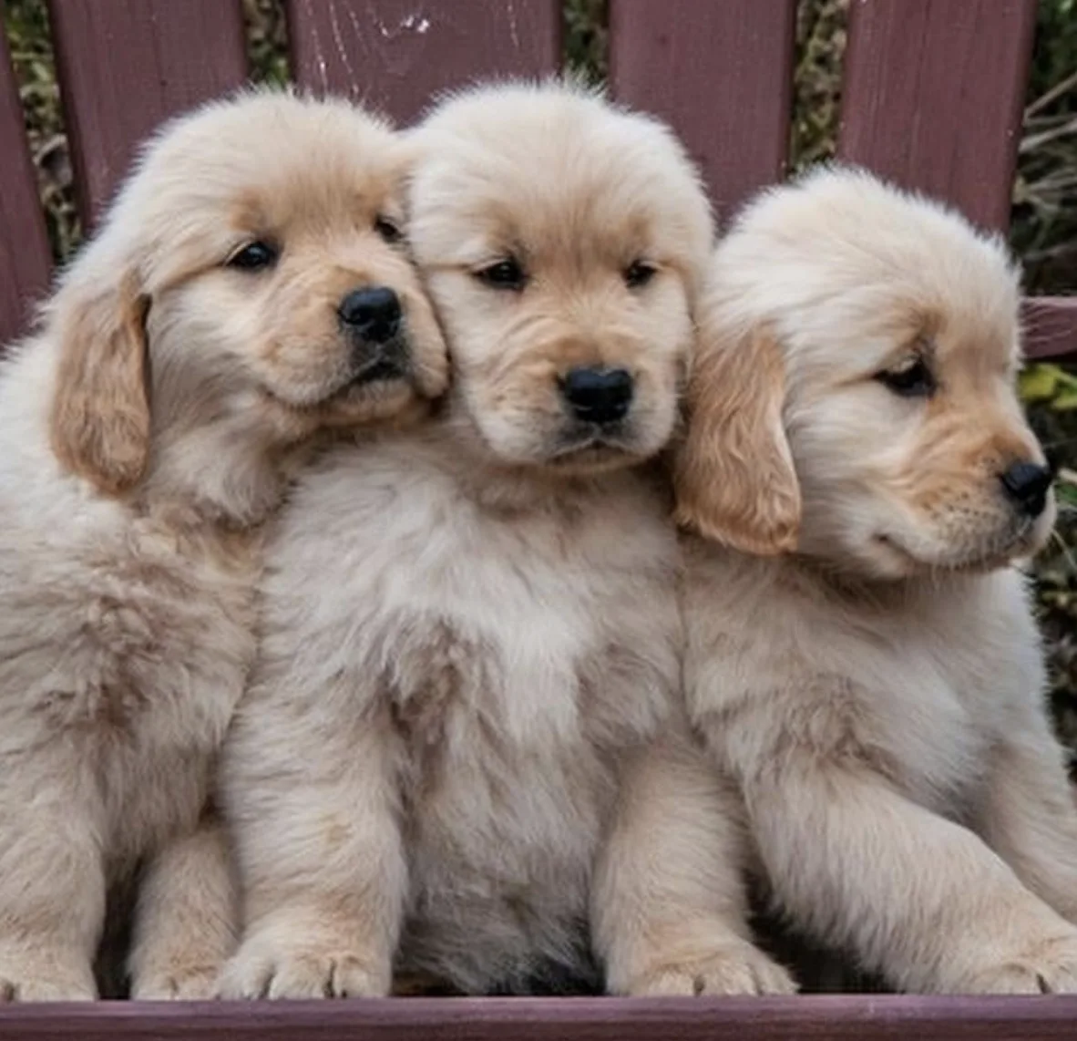 Image credit: Instagram | golden.retrievers.life_