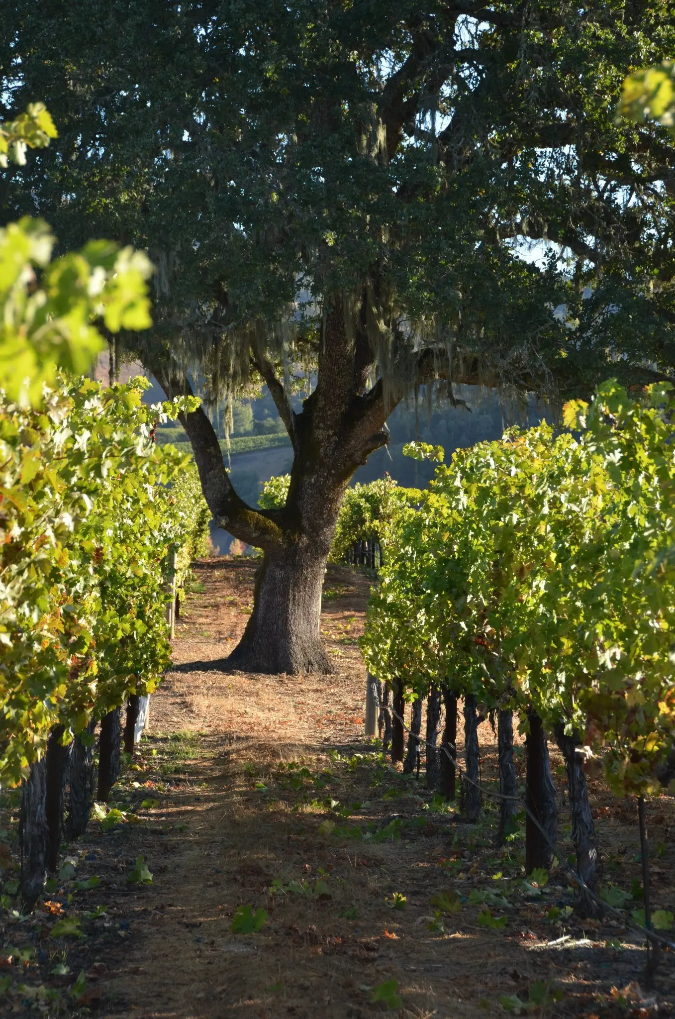 Image credit: Murphy-Goode Winery