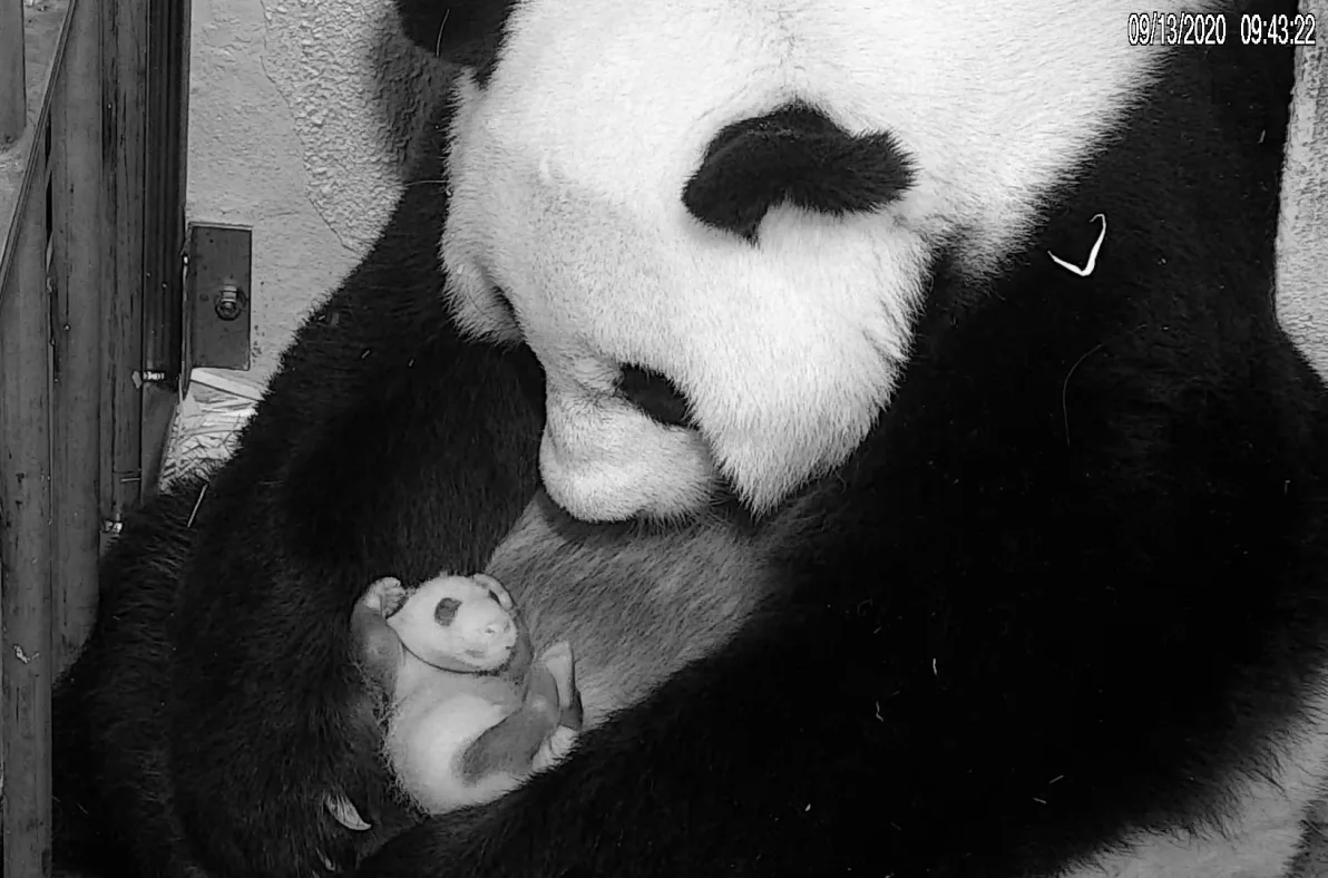 Image credit: National Zoo