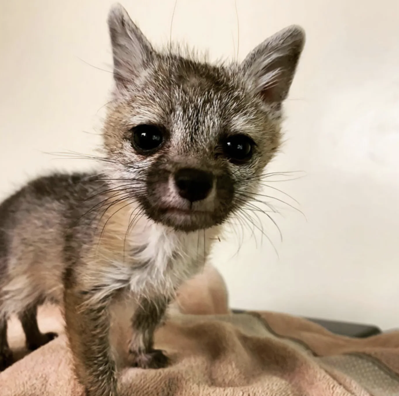 Image credit: Facebook | Southwest Wildlife Conservation Center