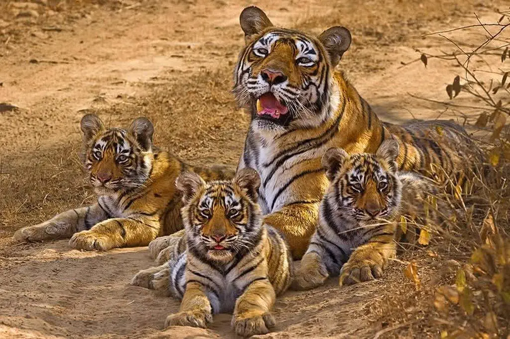 Image credit: Facebook | Ranthambore National Park