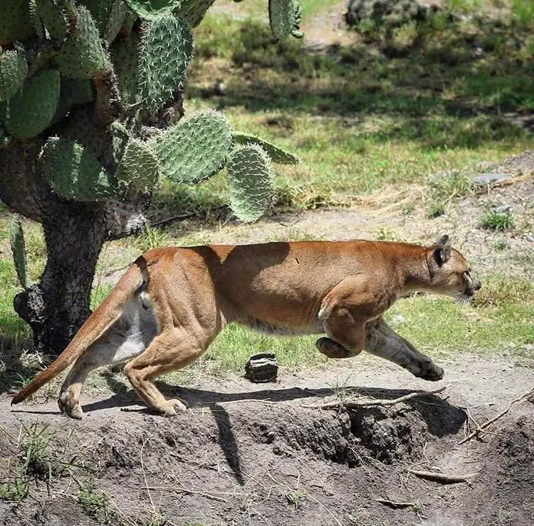 Image credit: Reddit | Biosample