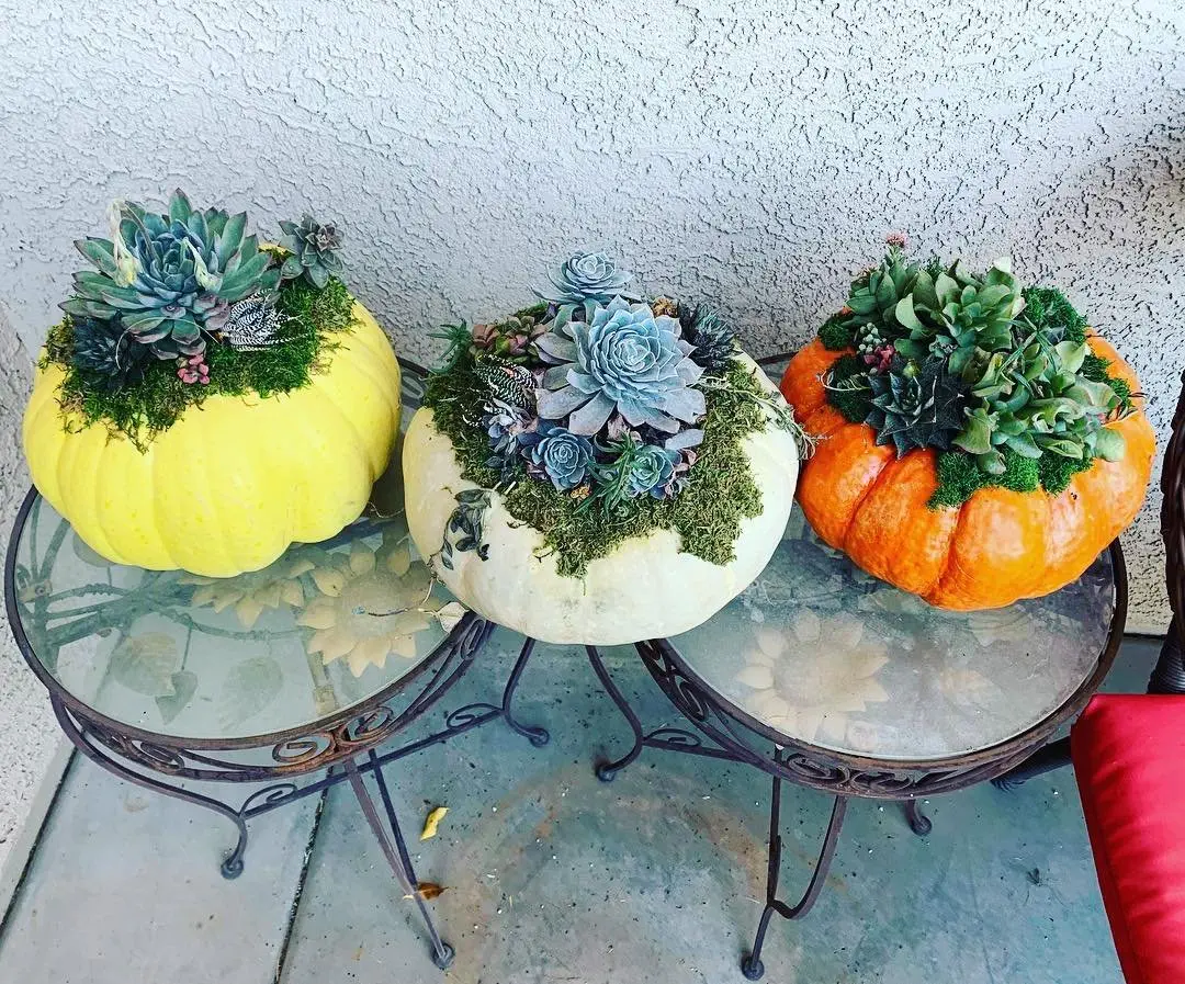 Image credit: Instagram | @plantbaraz