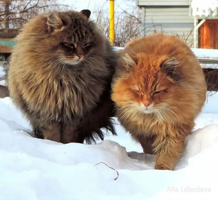 Image credit: Alla Lebedeva