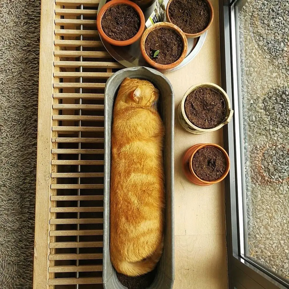 Image credit: Reddit | killapanda5280