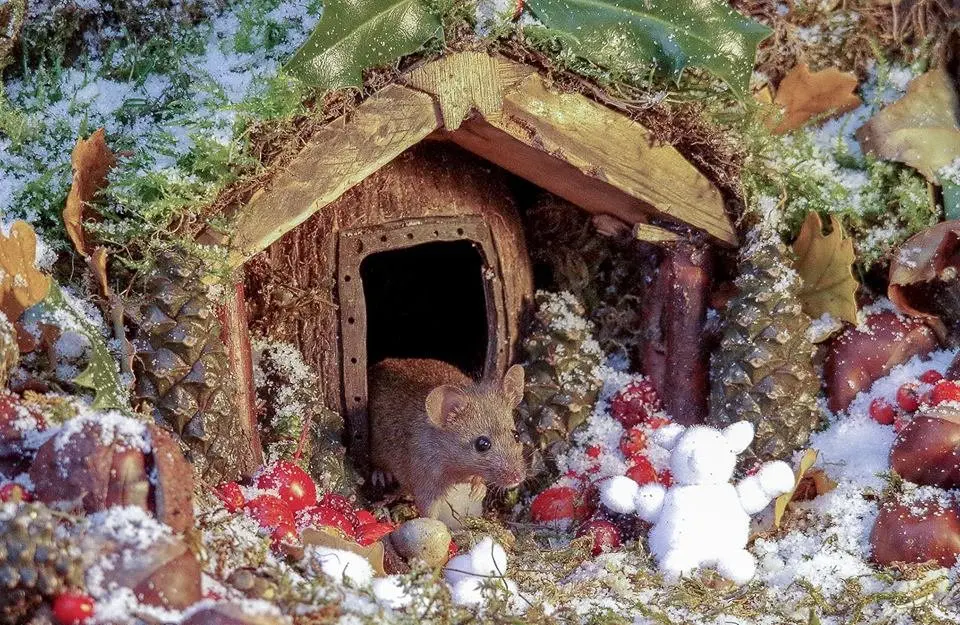 Image credit: Facebook | George the Mouse in a log pile house