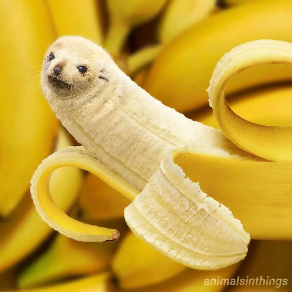 Image credit: Reddit | animalsinthings