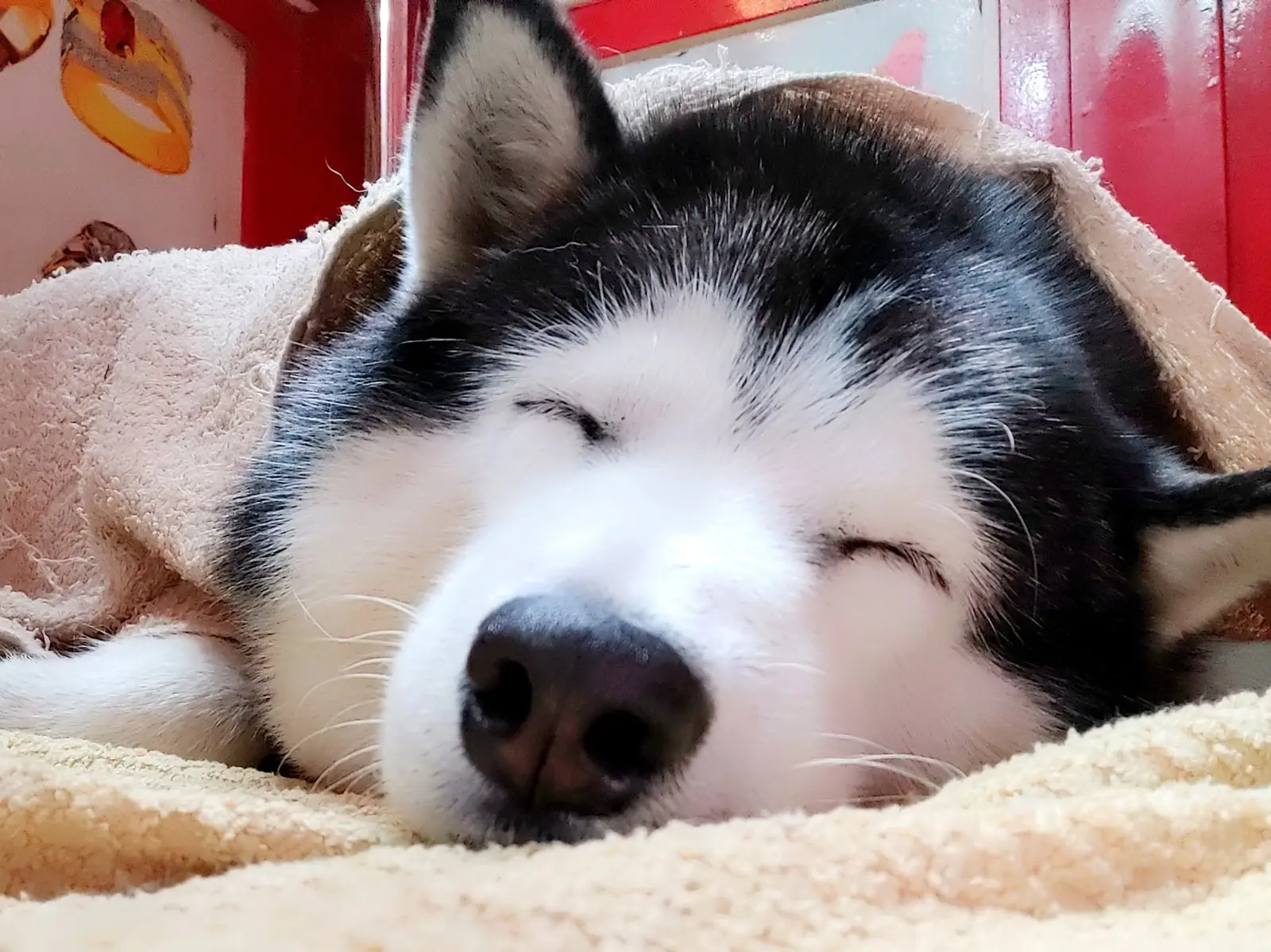 Image credit: Facebook | Lovely Fake Dog