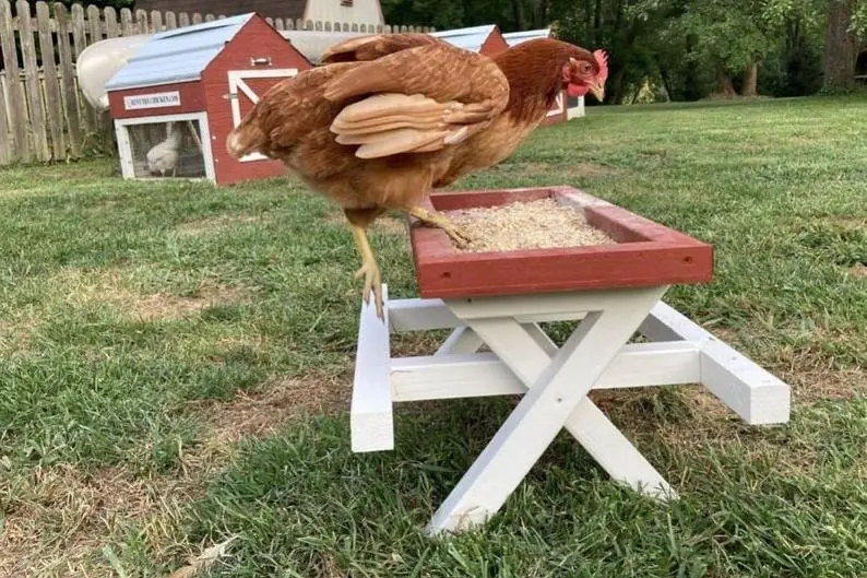 Image credit: Etsy | TheChickenNetwork