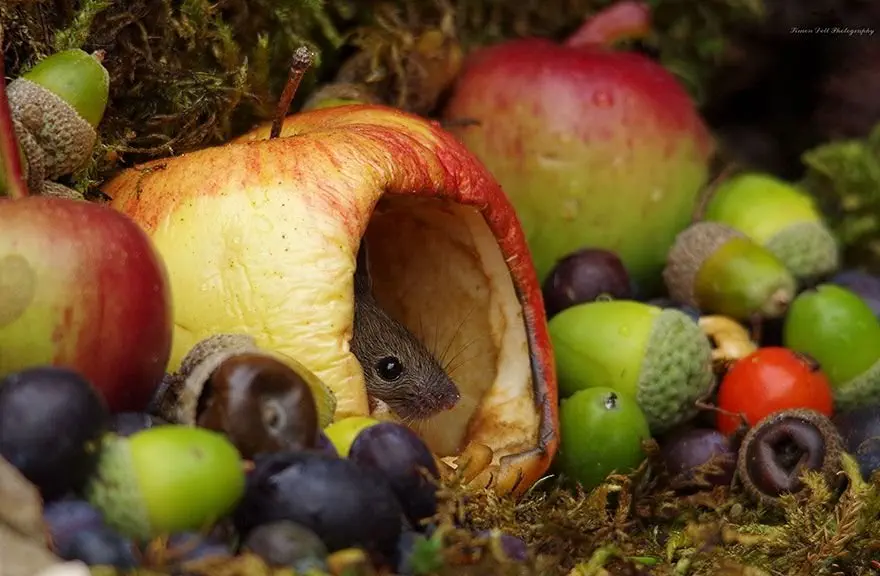 Image credit: Facebook | George the Mouse in a log pile house