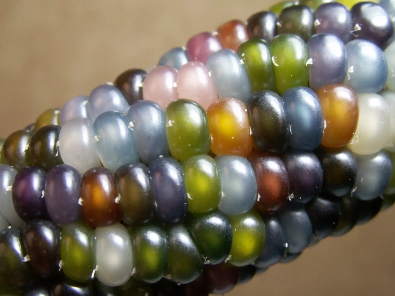 Image credit: Native Seeds