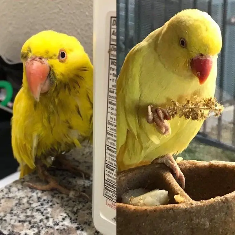 Image credit: Reddit | celestialparrotlets