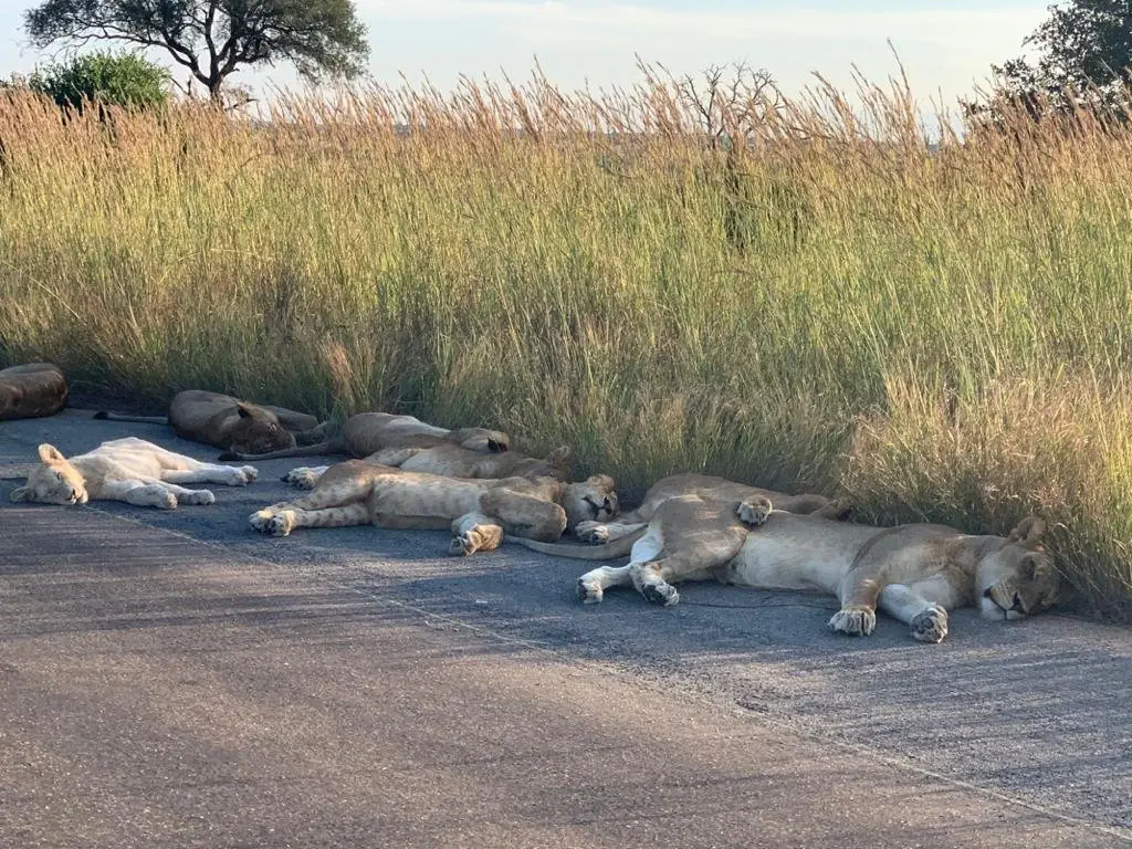 Image credit: Richard Sowry via Twitter | @SANParksKNP