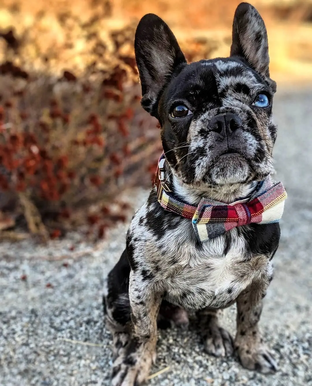 Image credit: Instagram | @oswald.the.lucky.dog