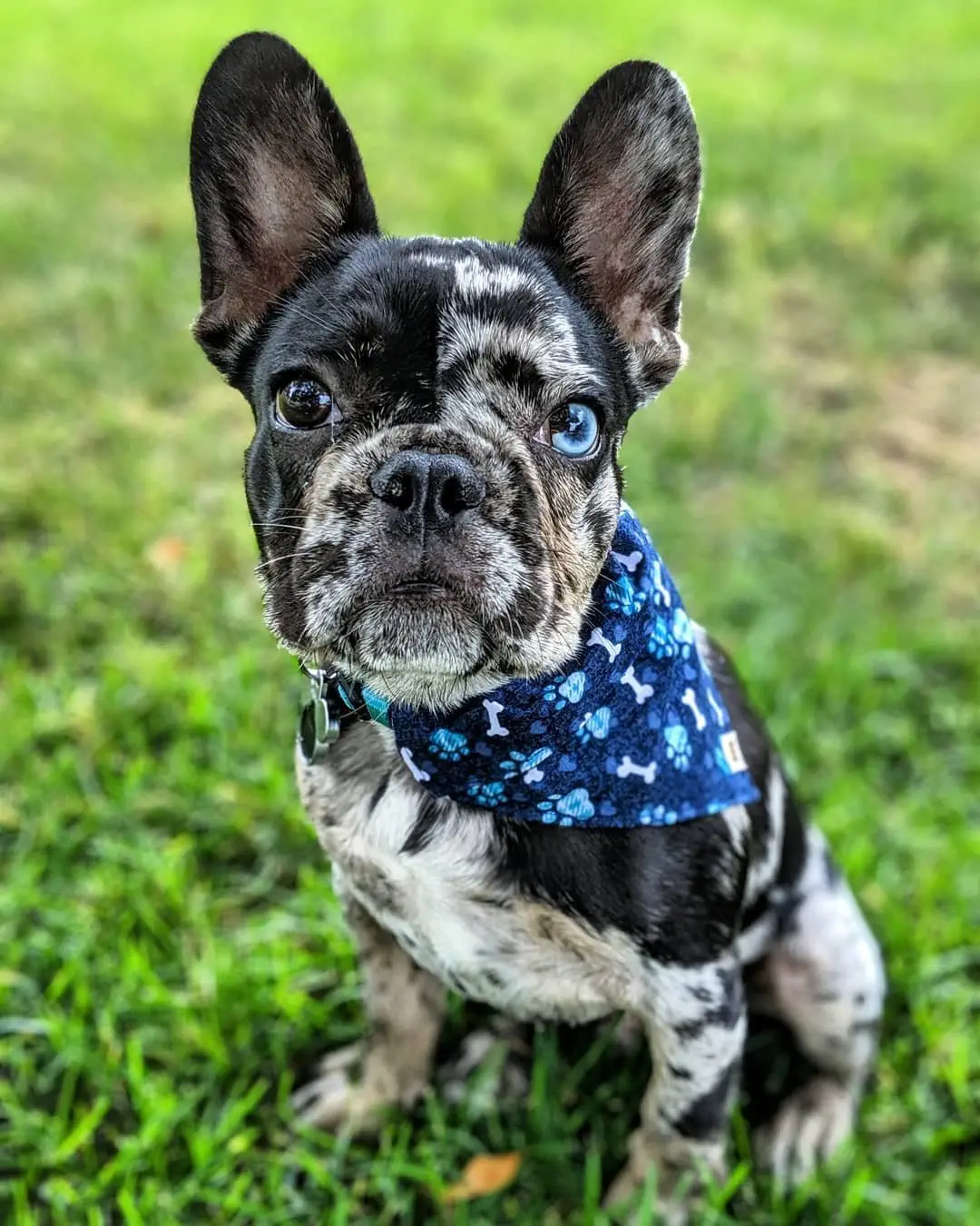 Image credit: Instagram | @oswald.the.lucky.dog