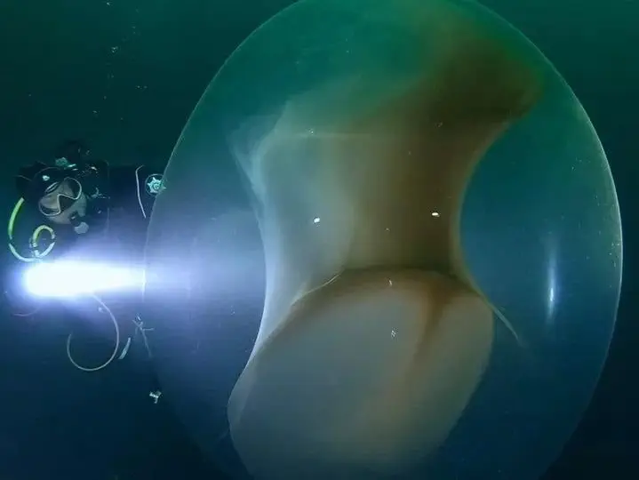 Image credit: Reddit | supremegalacticsquid