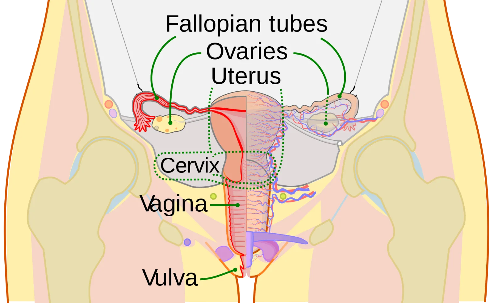 Image credit: Wikipedia