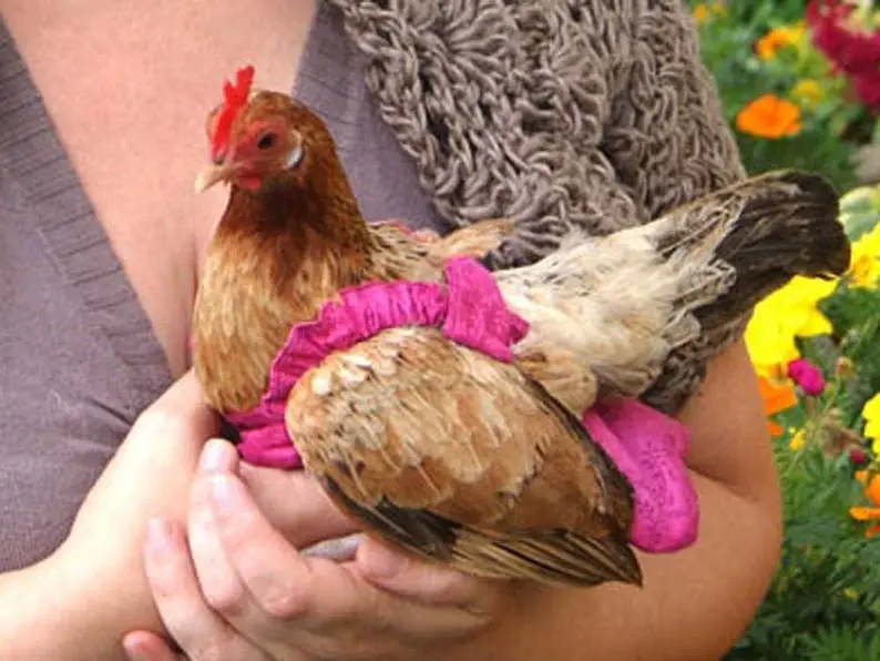 Image credit: Etsy | PamperYourPoultry