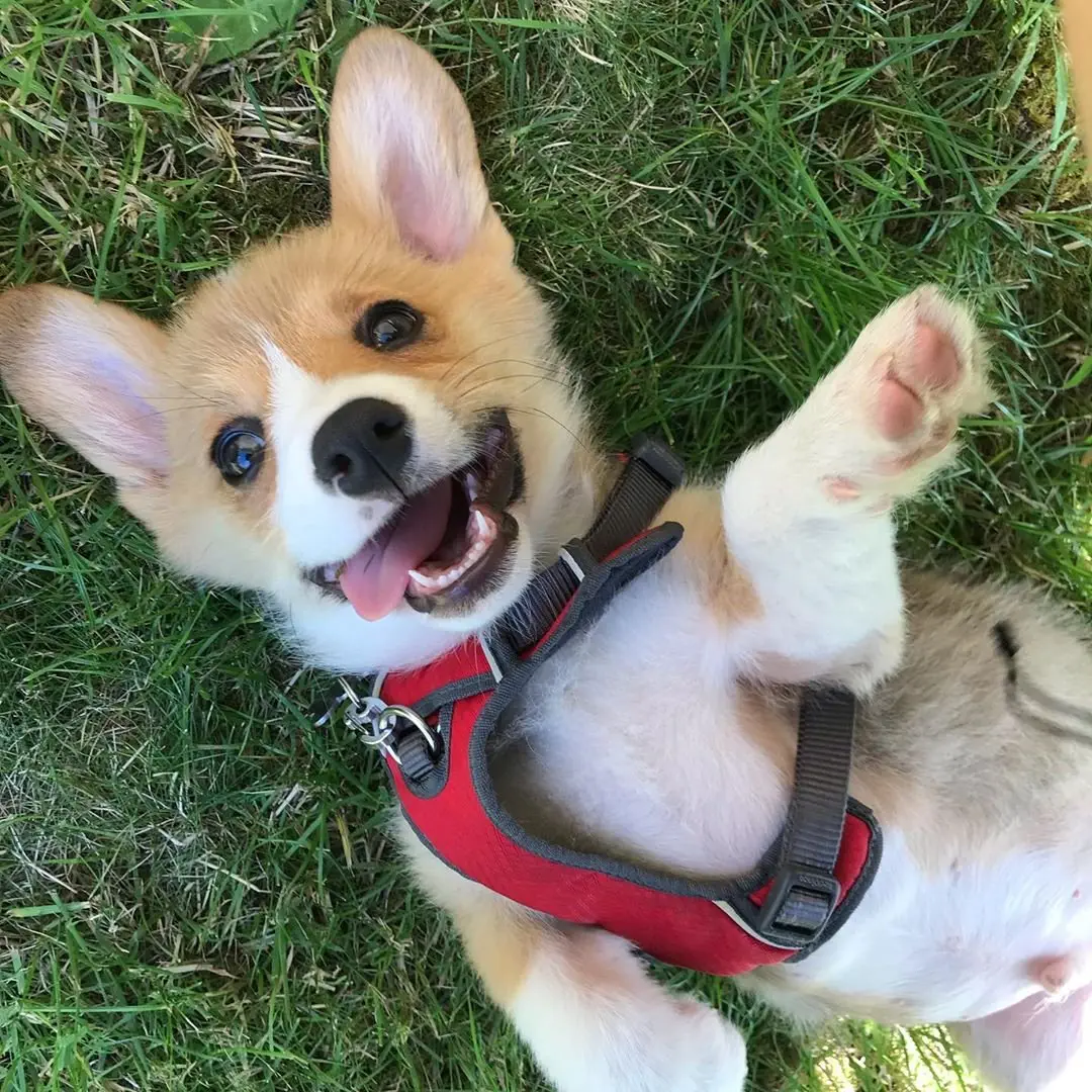 Image credit: Instagram | @dangercorgi